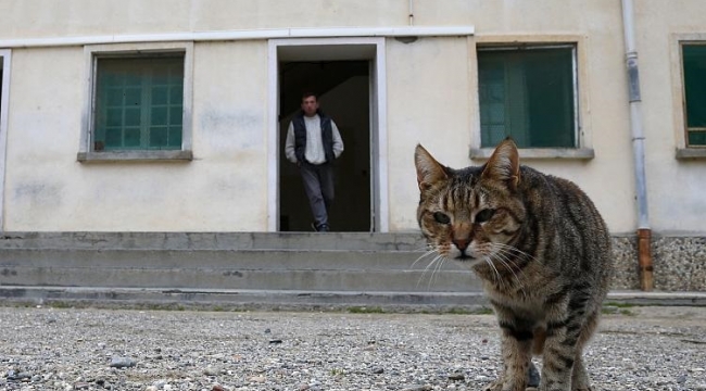 Mahkumlara uyuşturucu taşırken yakalanan kedi cezaevinden kaçtı