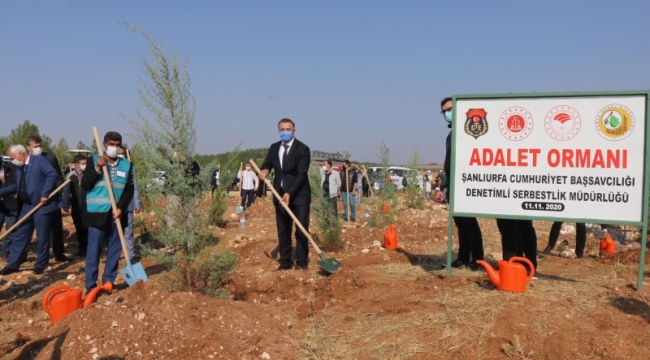 Hükümlüler 1,5 milyon ağaç dikti