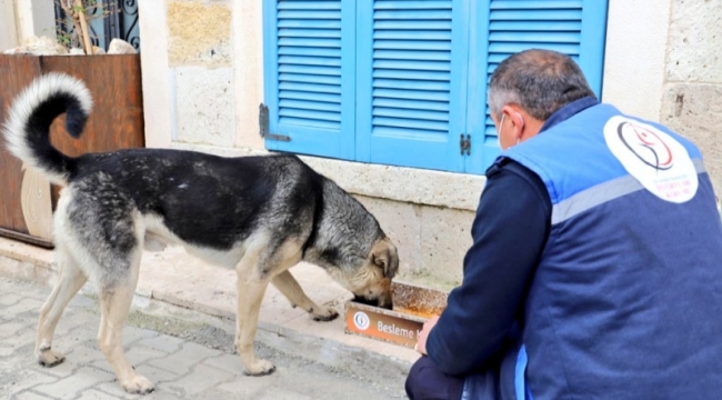 Sokak hayvanları unutulmadı