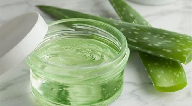 Aloe vera bitkisi nasıl yetiştirilir, cilde nasıl uygulanır, kozmetikte kullanılması faydalı mıdır?