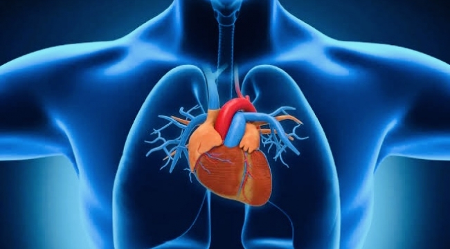 Kalp kası iltihabı nedir, Miyokardit ne demek, zararları nelerdir