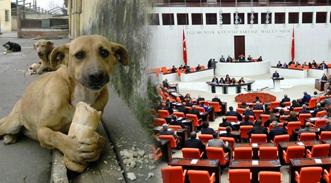 Abdulhamit Gül'den Hayvan Hakları Kanunu açıklaması