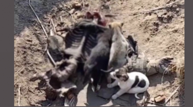 Rus askerlerinin cesetlerini köpeklere yedirdiler