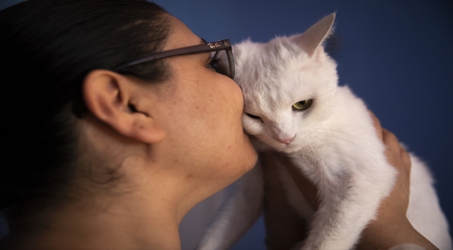 Filistinli hayvansever Erbil'deki evcil hayvan otelinde kedi ve köpekleri ağırlıyor