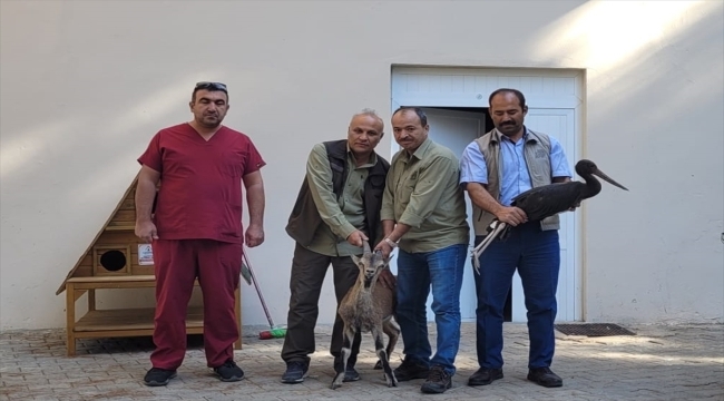 Adıyaman'da yaralı bulunan dağ keçisi tedavi altına alındı