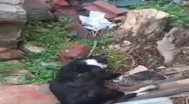 Edirne'de boş arazide ölü 15 kedi bulundu