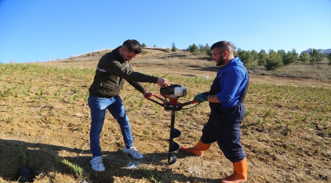 Kastamonu'da 40 bin fidanla Türkiye haritası ve Türk bayrağı figürü oluşturuluyor