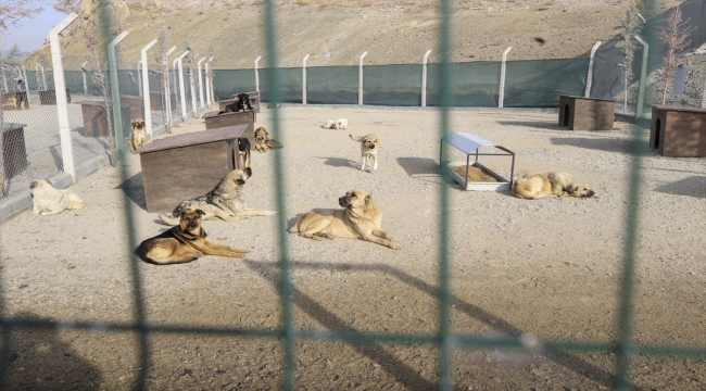 Mamak Belediyesinden sokak köpeklerinin öldürüldüğü iddiasına ilişkin açıklama