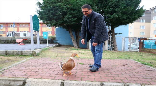 Tekirdağlı hayvansever "Duman" adlı ördeğini yanından ayırmıyor