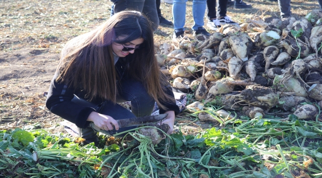 Tokat'ta Afrikalı öğrenciler pancar hasadına katıldı