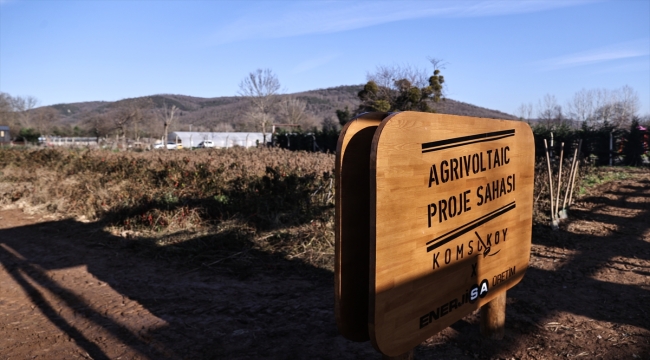 Agrivoltaik sistemle tarım ürünleri ve güneş panelleri aynı tarlada buluştu