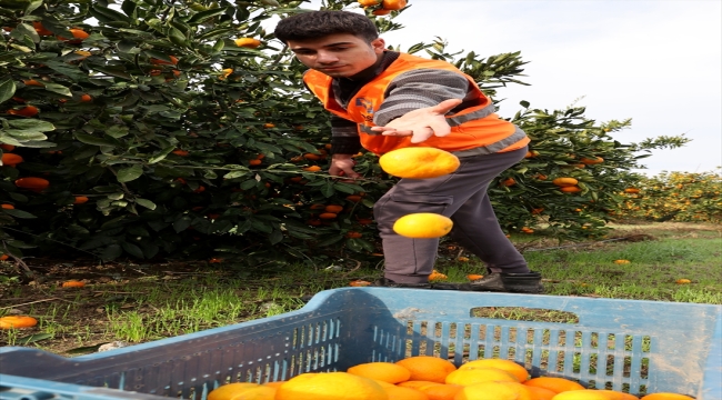 LÖSEV'in çiftliğindeki mandalinalar kanser hastaları için hasat ediliyor