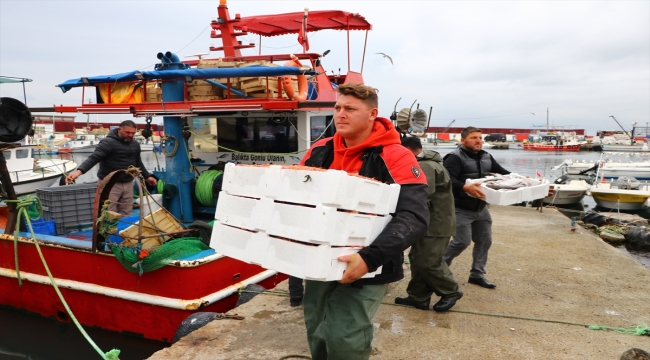 Tekirdağ'da küçük tekne balıkçıları kıyıya karidesle dönüyor