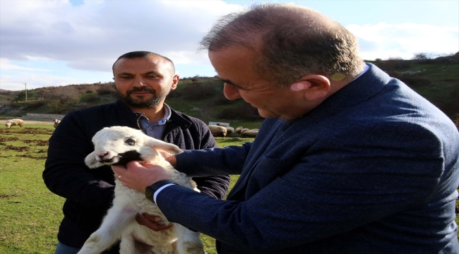 Tokat'tan Türkiye'ye yayılan proje ile kentteki hayvan varlığı ikiye katlandı