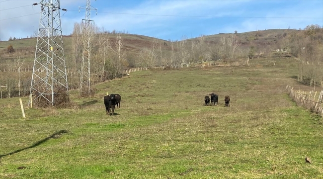 Zonguldak'ta gebe mandanın tüfekle vurularak öldürülmesine soruşturma