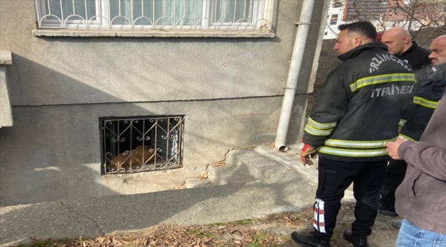Erzincan'da pencere ile demir parmaklık arasına sıkışan köpeği itfaiyeciler kurtardı
