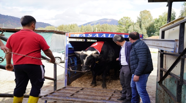 Muğla'da 200 bin liraya satılan danadan 933,5 kilogram karkas çıktı