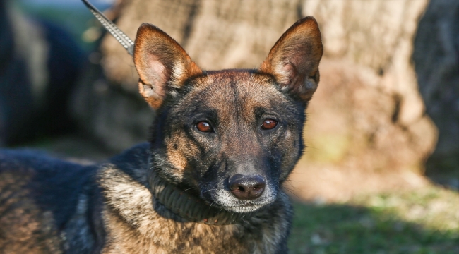 Arama kurtarma köpekleri, hassas burunlarıyla enkaz altındaki yüzlerce cana umut oldu