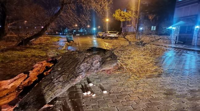 Bandırma'da fırtına ağaçları devirdi, tabelaları uçurdu 