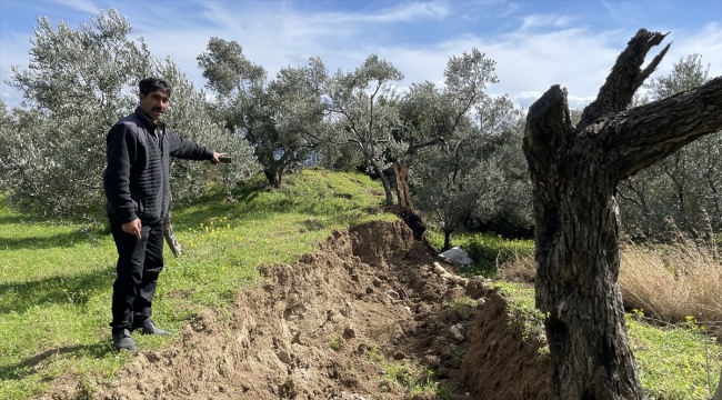 Hatay'da 80 yıllık zeytin ağacı depremde ikiye bölündü