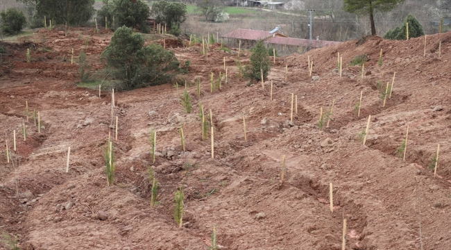 Karabük'te, 6 Şubat depremlerinde hayatını kaybedenlerin anısına 1100 fidan dikildi