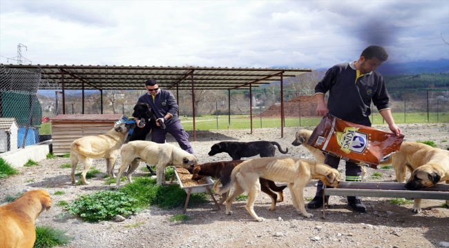 Muğla'da, depremlerden etkilenen 11 sokak köpeği bakıma alındı