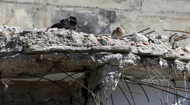 Depremin ardından sahipsiz kalan güvercinleri yakalayarak kümesinde besliyor