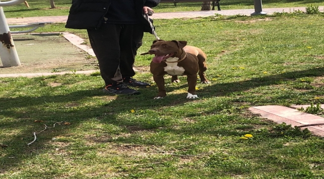 Konya'da açık alanda yasaklı ırk köpeği ağızlıksız gezdiren kişiye 33 bin 399 lira ceza kesildi