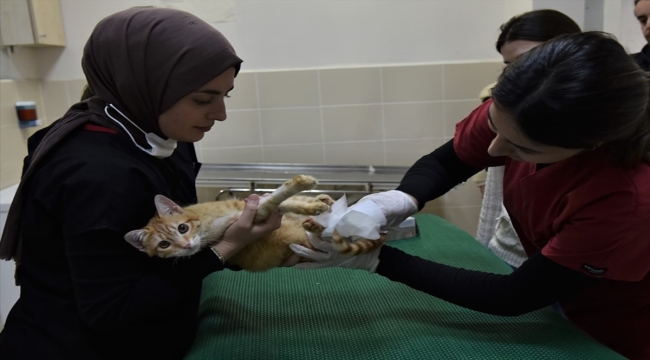 OMÜ Veteriner Fakültesi Hayvan Hastanesinde iki yılda 35 bin 933 hayvan tedavi edildi