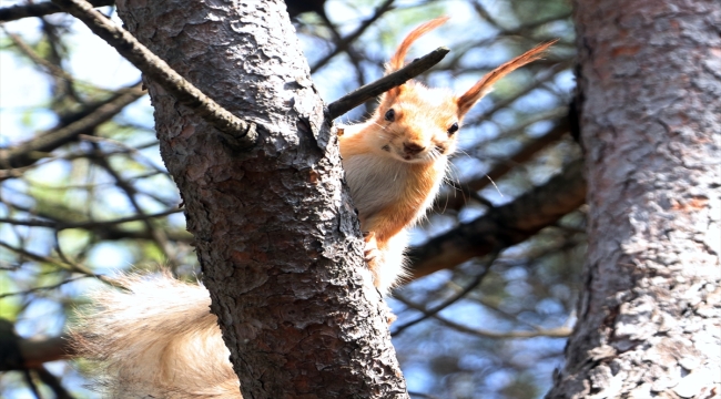 Trabzon'da minik sincap ağaçlarda beslenirken görüntülendi