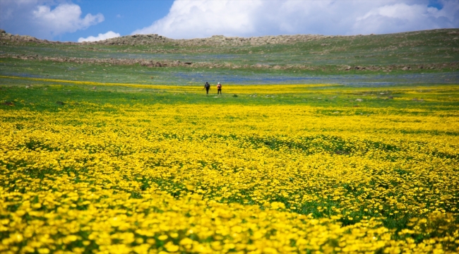 Ardahan'daki Şerefin Dağı ve Üç Tepeler canlanan doğasıyla dağcıların rotasında