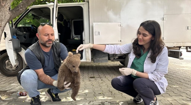 Bursa'da bulunan yavru ayı Doğa Koruma ve Milli Parklar Genel Müdürlüğüne teslim edilecek