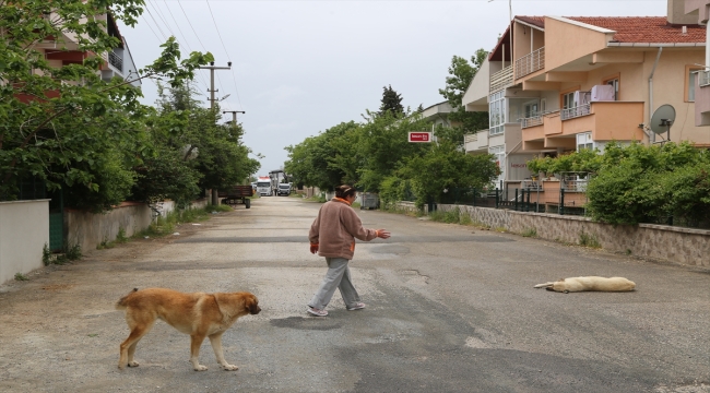 Edirne'de sahipsiz hayvanları korumak isterken darbedildiğini öne süren kadın polise başvurdu