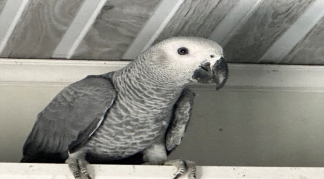 Irak'tan Şırnak'a yasa dışı yollarla getirilen 5 papağan koruma altına alındı