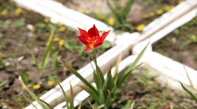 Merzifon'un endemik bitki türü "yitik lale" çiçek açtı