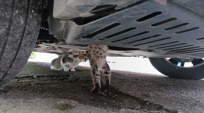 Trabzon'da aracın altına sıkışan kediyi itfaiye kurtardı