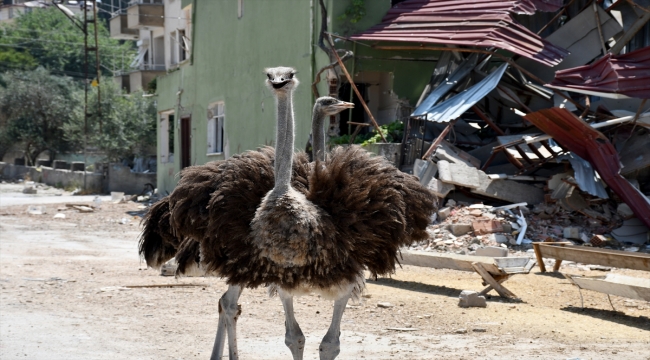 Enkaza dönen mahallesinde depremden kurtarıp tedavi ettirdiği deve kuşlarına bakıyor