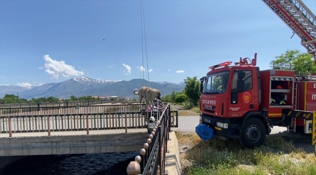 Erzincan'da dere yatağında mahsur kalan köpek kurtarıldı