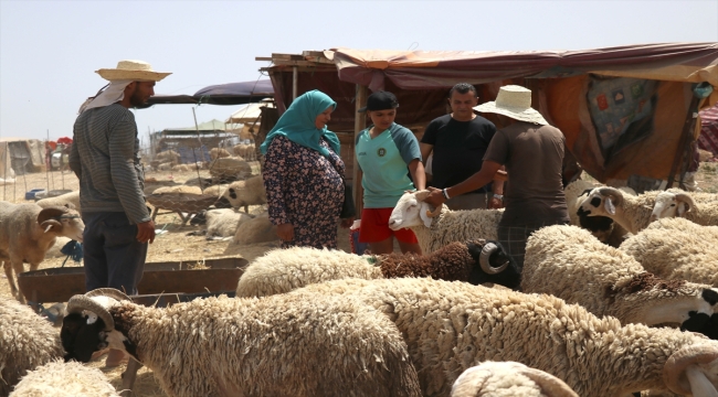 Tunus'ta kurbanlık fiyatlarındaki artıştan hem üretici hem de tüketici rahatsız