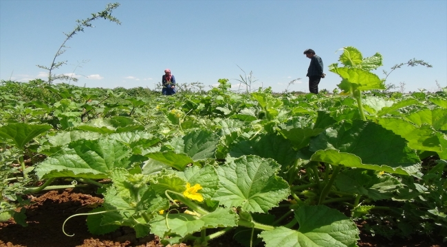 Viranşehir'in tescilli "şelengo" meyvesinin yaygınlaşması için öğrenciler de destek veriyor