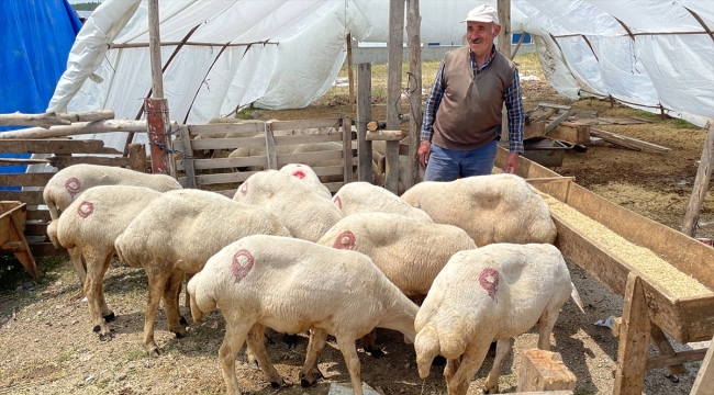 Yozgat'ta küçükbaş kurbanlıkların fiyatı düştü