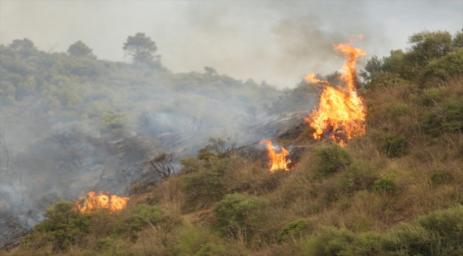 Cezayir'deki orman yangınlarında ölenlerin sayısı 34'e yükseldi 