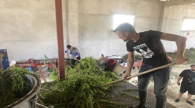 Kardiyoloji uzmanı kıraç toprakları tıbbi aromatik bitkilerle ekonomiye kazandırıyor