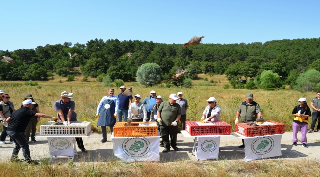 Kütahya'da 200 kınalı keklik ve tedavisi tamamlanan kızıl şahin doğaya salındı