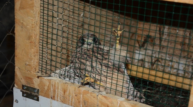 Mersin'de bitkin haldeki kerkenez kuşu tedaviye alındı