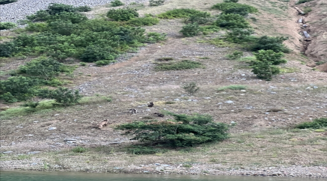 Artvin'de Çoruh Nehri'nden su içen ayı ve yavruları görüntülendi