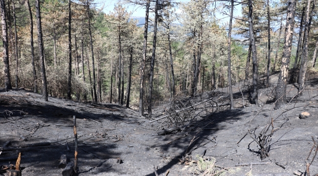Bolu'da bu yıl çıkan 20 orman yangınında 150 hektarlık alan zarar gördü