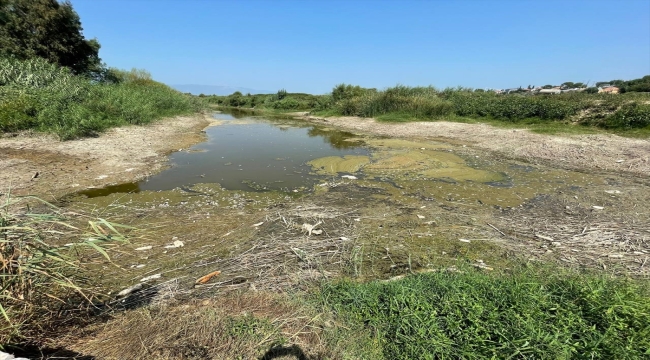 Büyük Menderes Nehri'nde kuraklık nedeniyle yüzlerce balık öldü