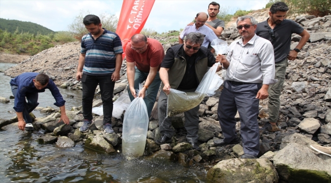 Çanakkale'de 1 milyon 250 bin aynalı sazan balığı yavrusu göletlere bırakıldı