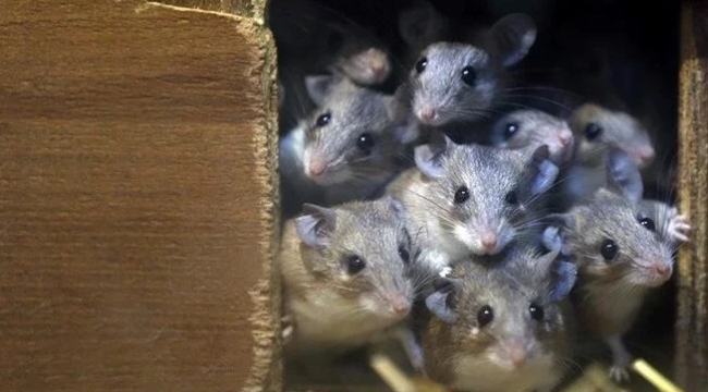 Cezaevini fareler bastı, mahkumlar durumdan şikayetçi